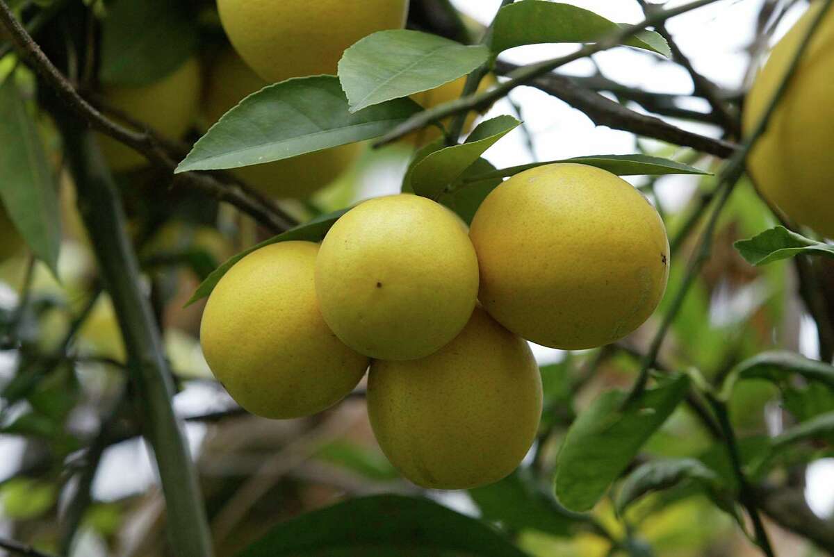The fruit on a Meyer Lemon tree at the Urban Harvest garden