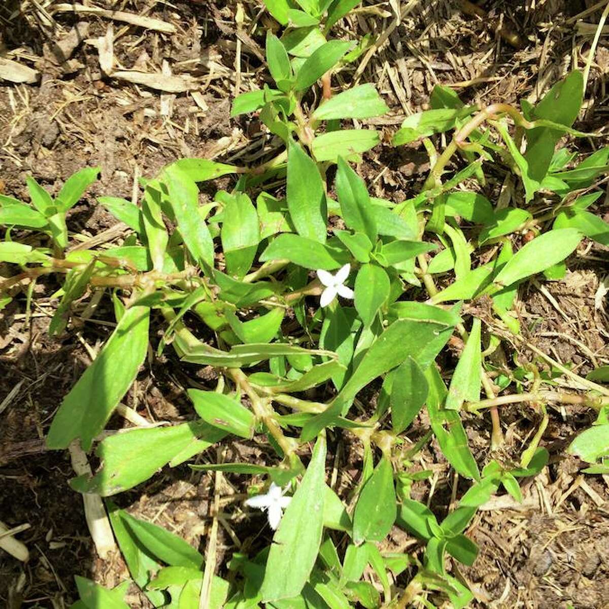 This is Virginia buttonweed, and it's very difficult to eradicate. It's a broadleafed weed, so use a broadleafed weedkiller applied very carefully to it by spot-treating with a hand sprayer.