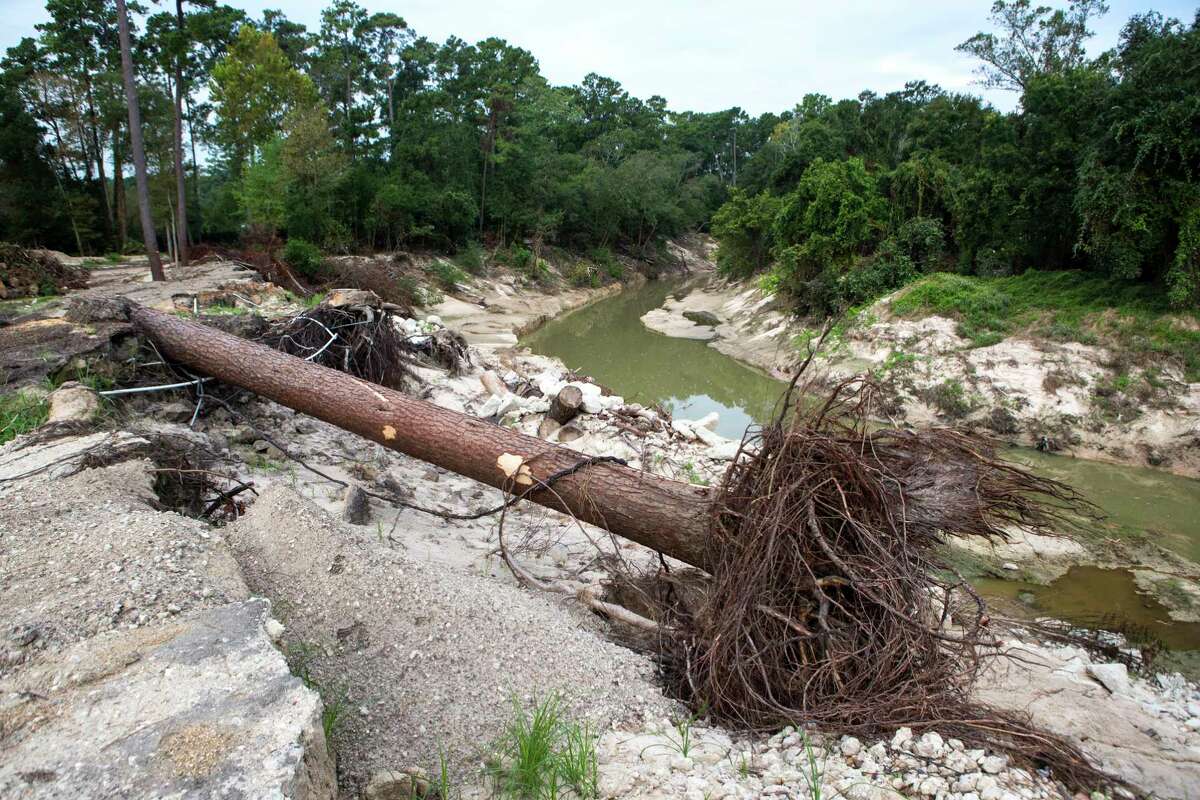 A tree, knocked down by flooding in the aftermath of Hurricane Harvey near Cypress Creek, is shown at Mercer Arboretum and Botanic Gardens on Thursday, Sept. 28, 2017, in Spring. Harvey devastated the gardens, washing away much of the foliage. ( Brett Coomer / Houston Chronicle )