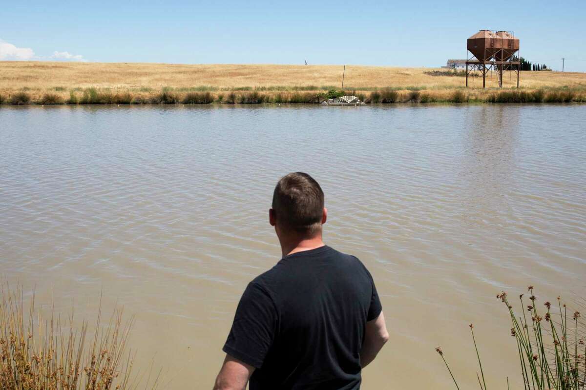 Michael Passmore looks out on one of several spawning ponds on his ranch in Sloughhouse (Sacramento County). While Passmore farms some fish, ex-staffers say much of what the company sells comes from elsewhere.
