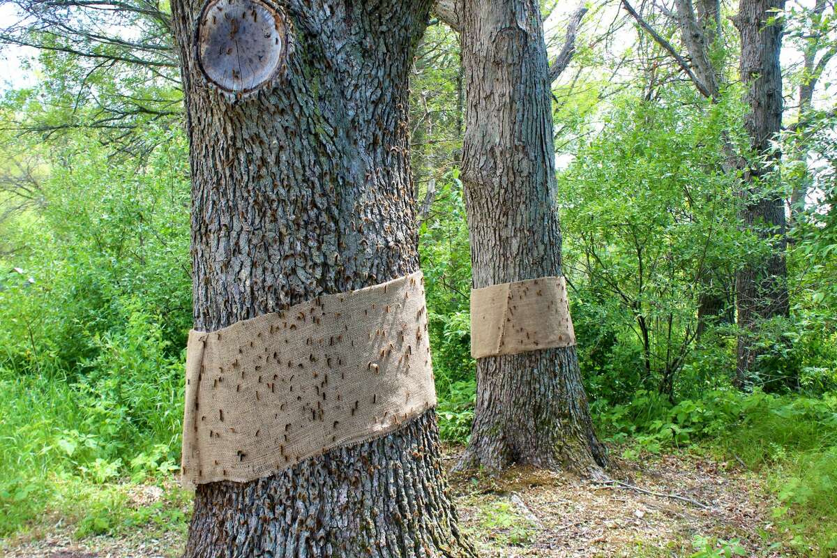 Mitigation process: How to protect trees from gypsy moth