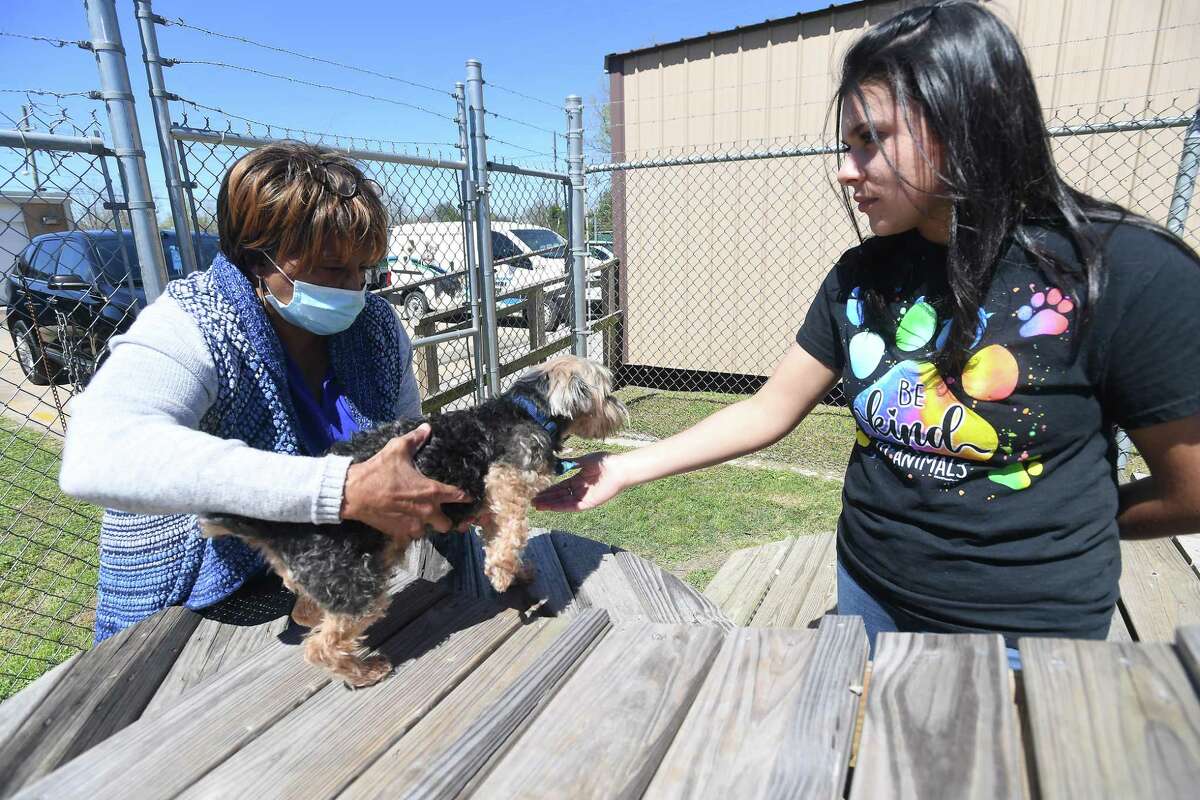 Shelter worker Viviana Lopez looks on as Irmalyn Thomas gets to know Mickey Rooney, the oldest dog at Beaumont Animal Care's shelter, as she adopts him Thursday. The city shelter's Spring adoption special started Thursday and continues through Saturday. All animals can be adopted for a flat fee of $20.00, which includes a rabies shot and microchip if needed. Appointments are necessary for the adoption, as the lobby remains closed to the public, and all available animals are posted on their website. Photo made Thursday, March 18, 2021 Kim Brent/The Enterprise
