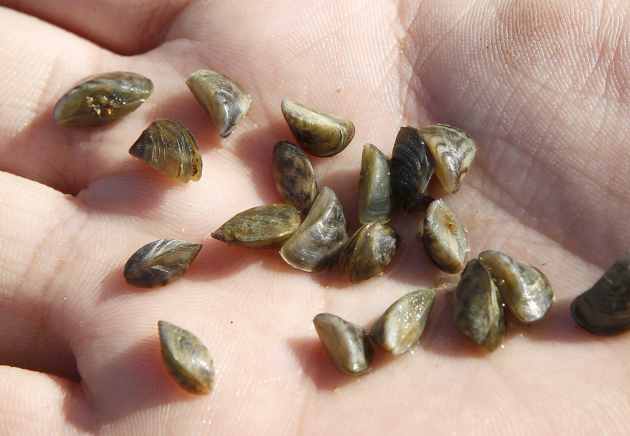 Invasive zebra mussels take over another Texas lake