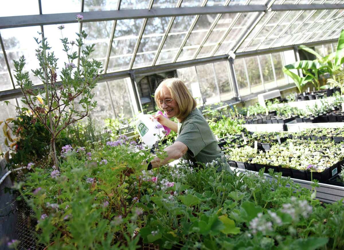 Volunteer Martina Dosham works in the greenhouse at Bartlett Arboretum & Gardens in Stamford, Conn. Thursday, April 4, 2019.