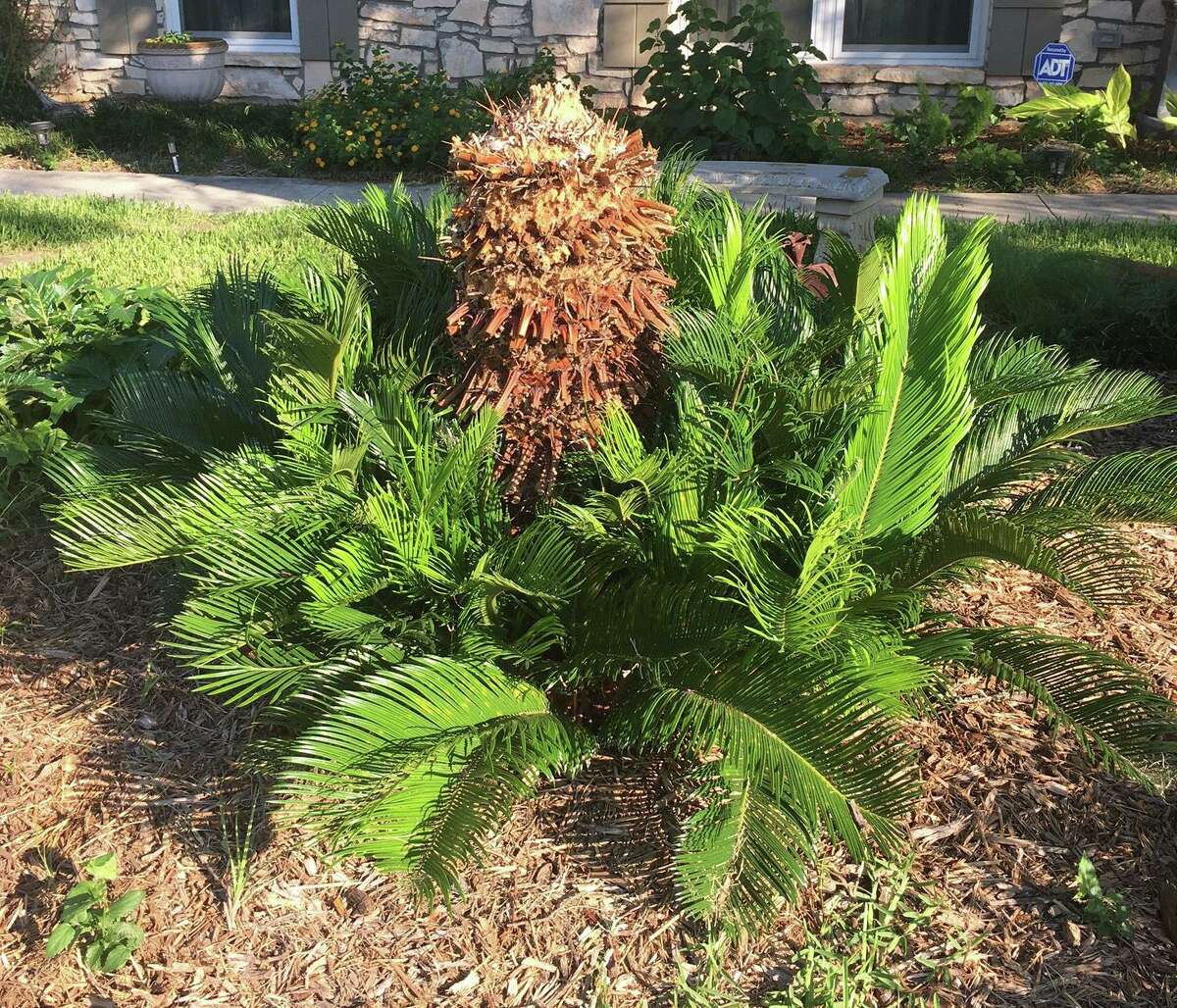 While the roots of this sago palm survived, the center stalk was killed and should be taken out before there's too much new growth to damage in the process.