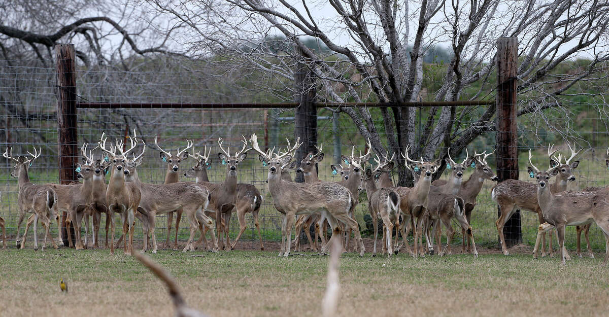 CWD outbreak in Texas deer breeding facilities is severe