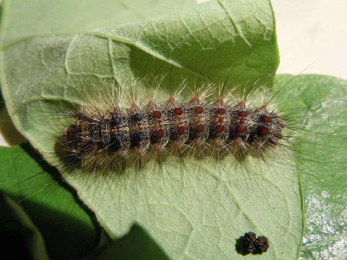 Portions of Connecticut are currently in the midst of a Gypsy moth outbreak.