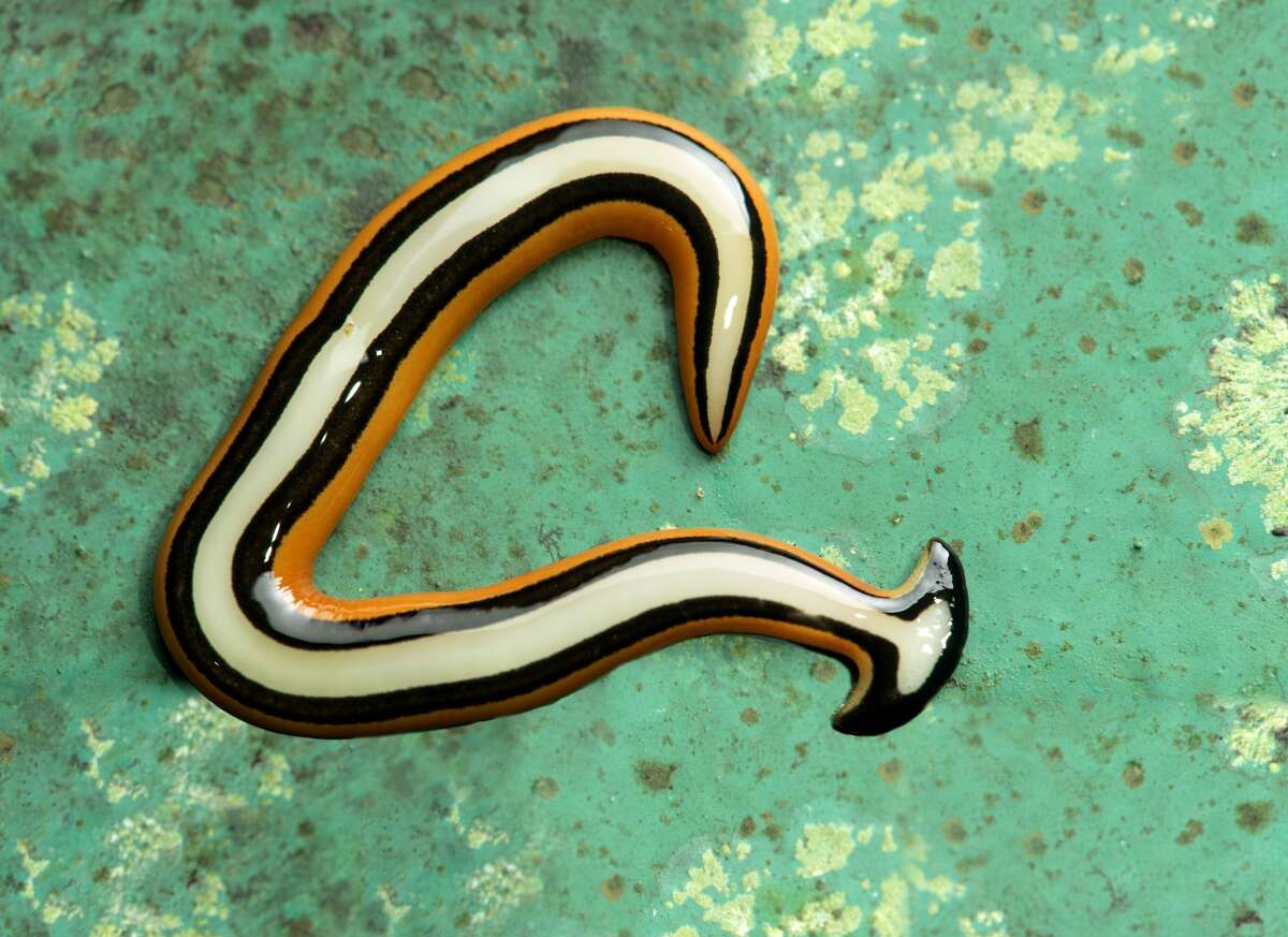 Invasive Hammerhead Flatworms Have Been Spotted In Houston   1200x0 