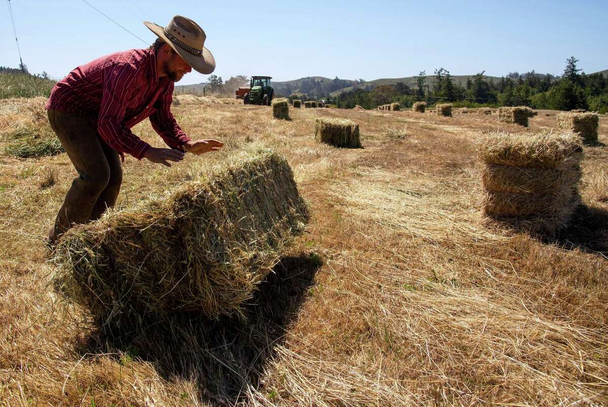 Co-op rancher Jay Silwa rolls a hay bale out of the path of dairyman Steve Perucchi as he approaches in the tractor with a hay baler at Bodega Pastures, a cooperative pasture-raised sheep farm in Bodega.