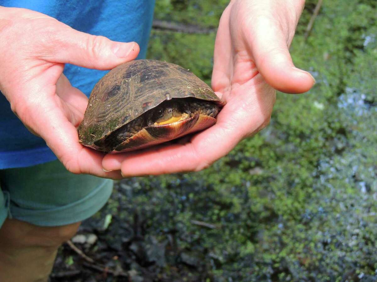 Blanding's turtles are among the many animals that reside in Little Swamp Sanctuary. This particular species of turtle are on Michigan's endangered species list as "threatened." Barb and Joe Rogers found at least four this past spring, some were preparing to lay eggs. (Photo provided/Barb Rogers)