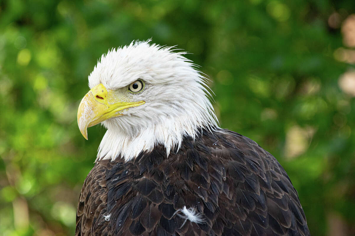 Grounded bald eagle lands at the Houston Zoo