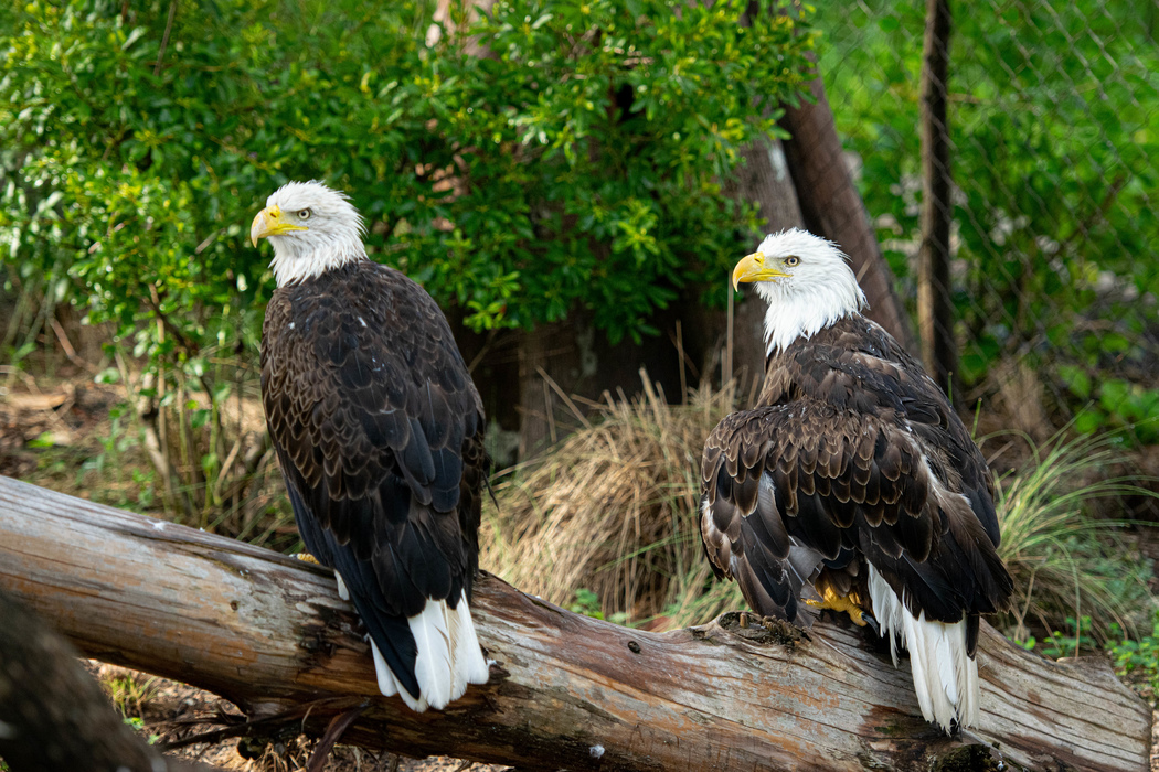 Grounded bald eagle lands at the Houston Zoo