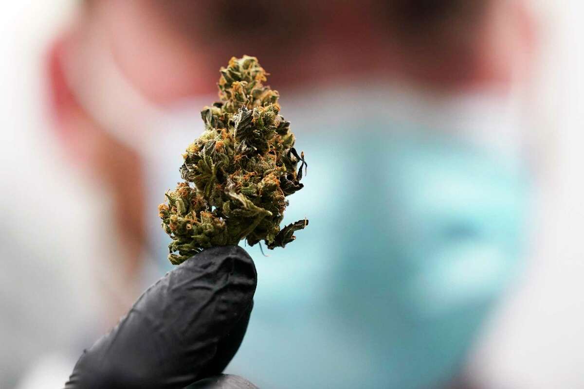 This June 17 photo shows a mature bud of marijuana at a Richmond, Va., facility.