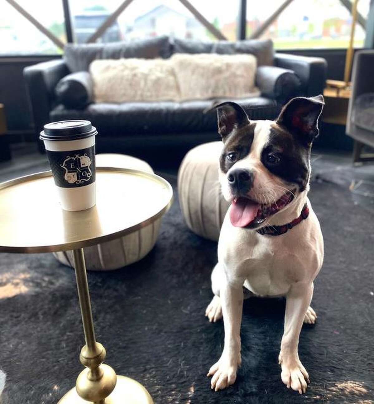 EXO’s Fourth of July event to benefit Partners for Pets