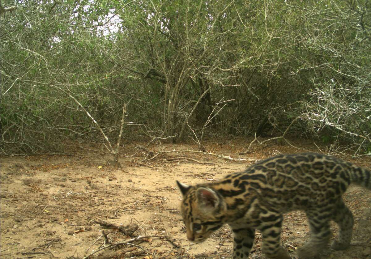 In a Facebook post on Tuesday, the Texas Parks and Wildlife Department posted about the sighting of an extremley rare species: ocelots