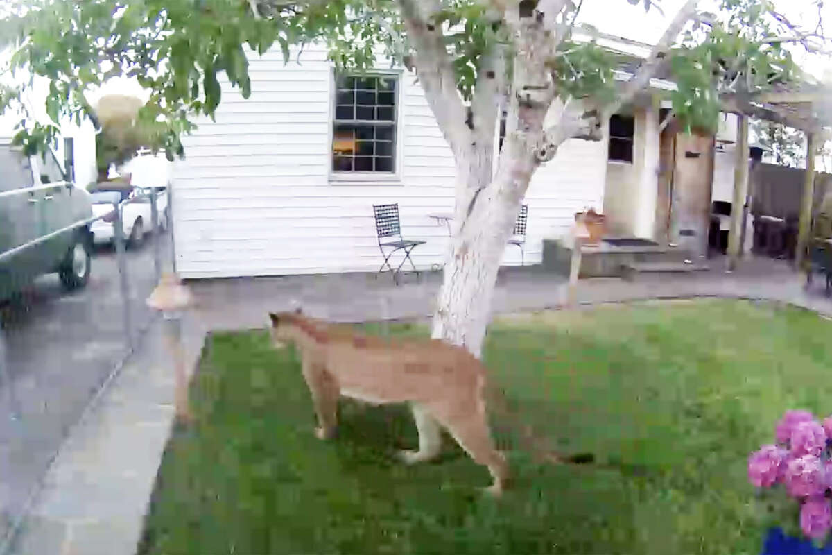 Petaluma Resident Shares Video Of Huge Mountain Lion In His Yard