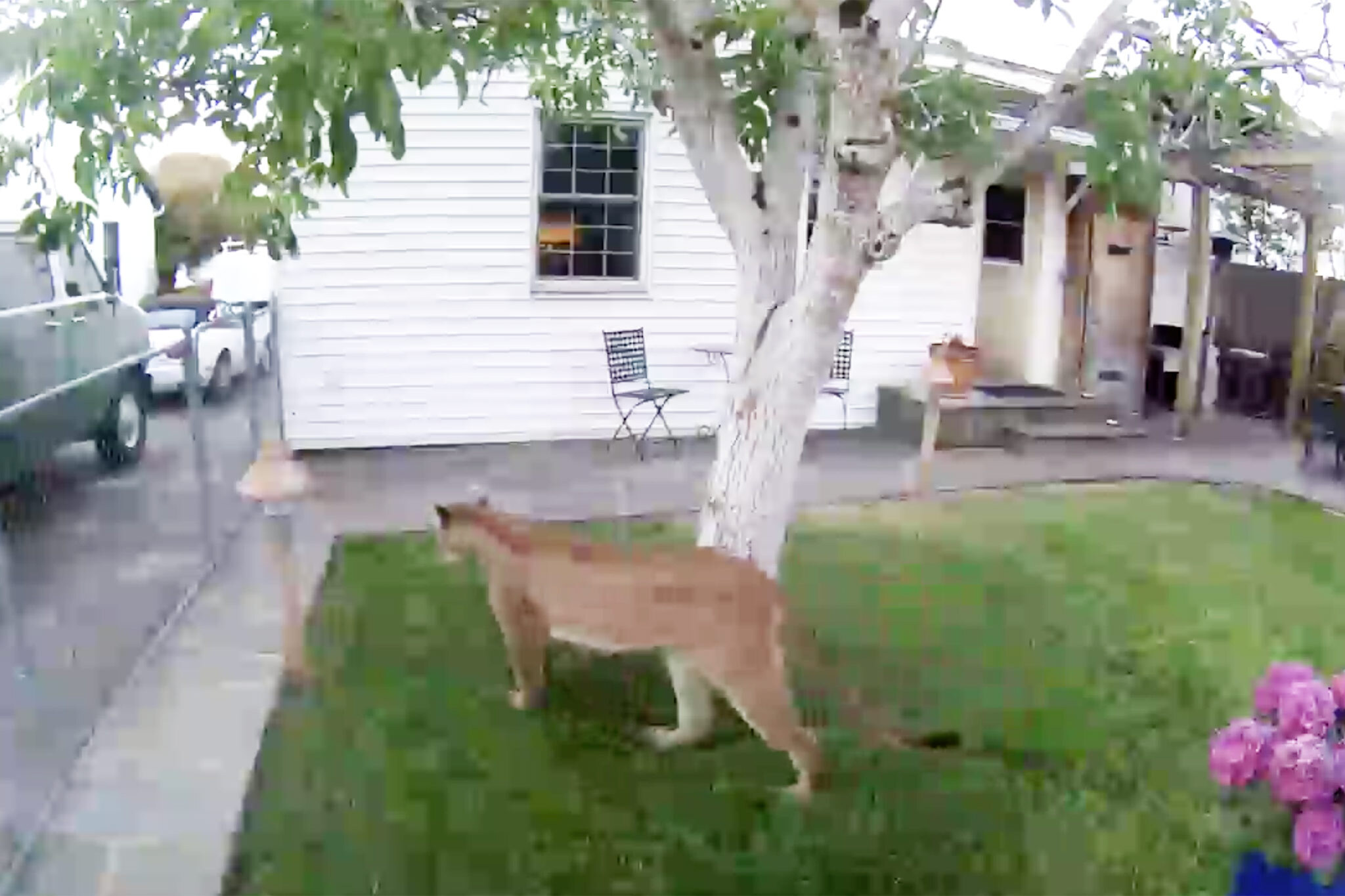 mountain lion video