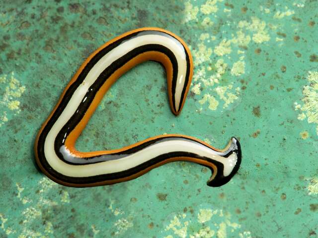 What are hammerhead flatworms? Rain brings toxic worms to Texas