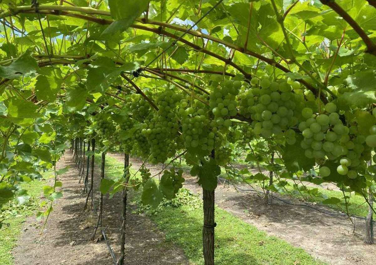 Join Wild Stallion Vineyards this Saturday morning to harvest Blanc du Bois grapes. Go to their website to set up your reservation to harvest grapes to make wine.
