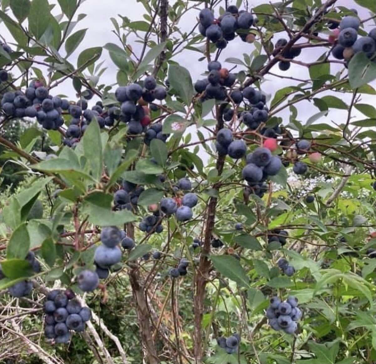 Texas blueberry farmer having 'truly incredible season' thanks to