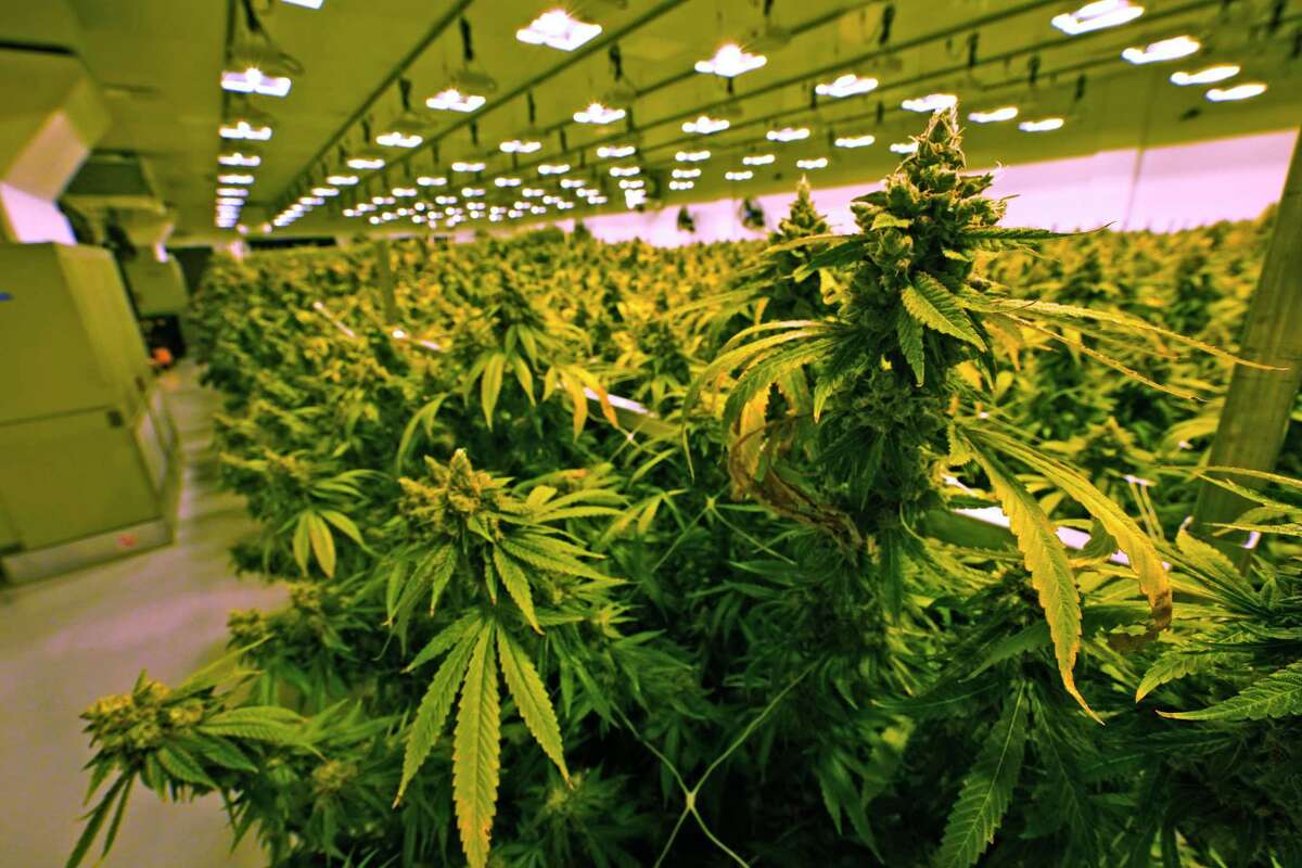 FILE - In this Thursday June 17, 2021 file photo cannabis plants are close to harvest in a grow room at the Greenleaf Medical Cannabis facility in Richmond, Va. Adult recreational use of marijuana became legal in Connecticut this week.