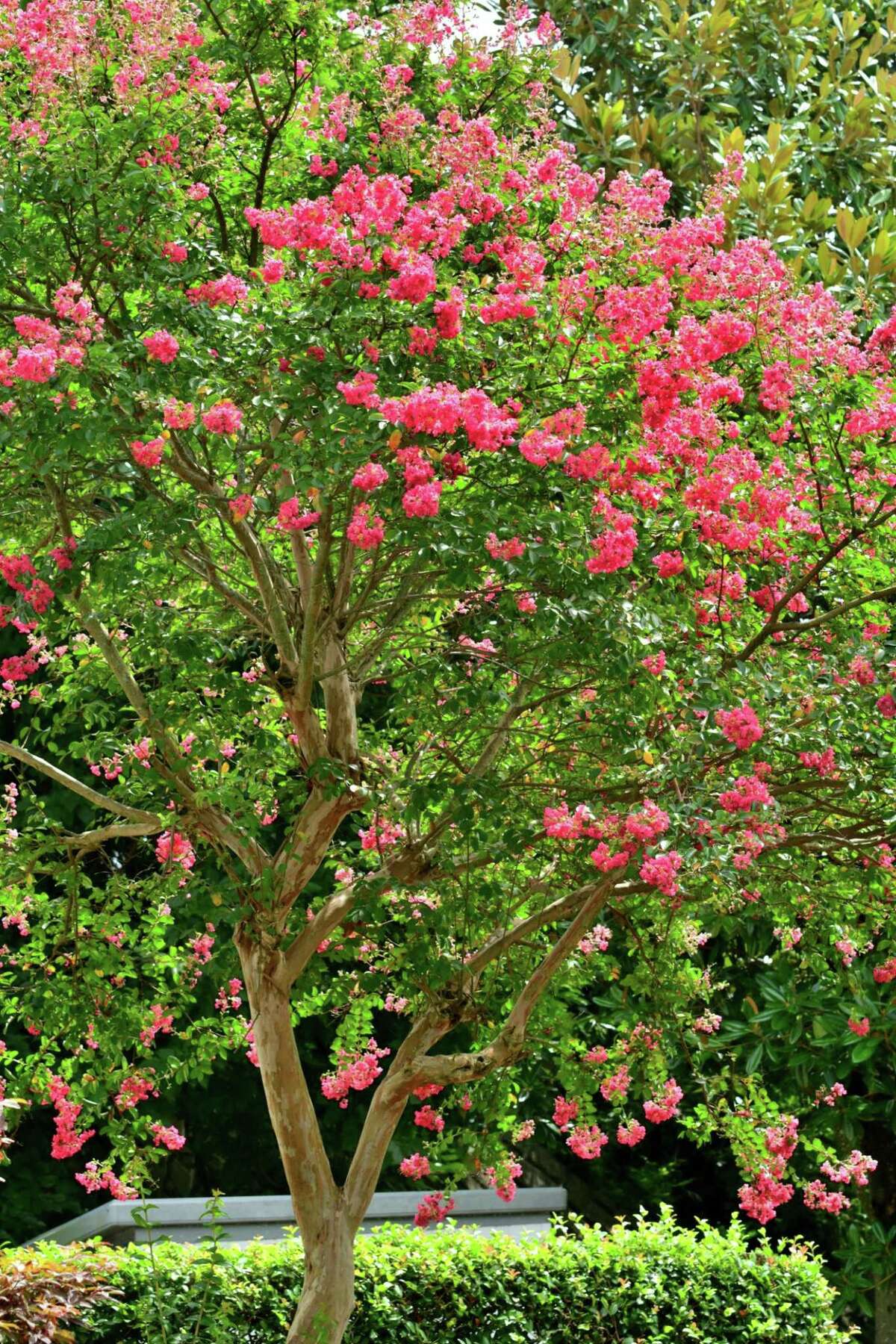 5) Crape Myrtle: Some crape myrtle (also spelled crepe myrtle) trees are taller than 10 feet, but dwarf varieties max out around half that size. Their striking white, pink, or purple flowers don’t mind the heat so it’s a great choice in hot, humid regions. Height at maturity: 5 to 8 feet Varieties to look for: Monow, Monum, Whit III