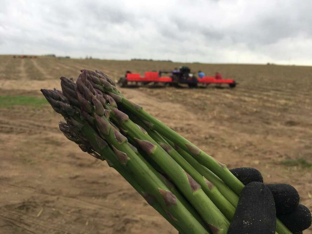 Recent drought had little effect on Rodney asparagus farm