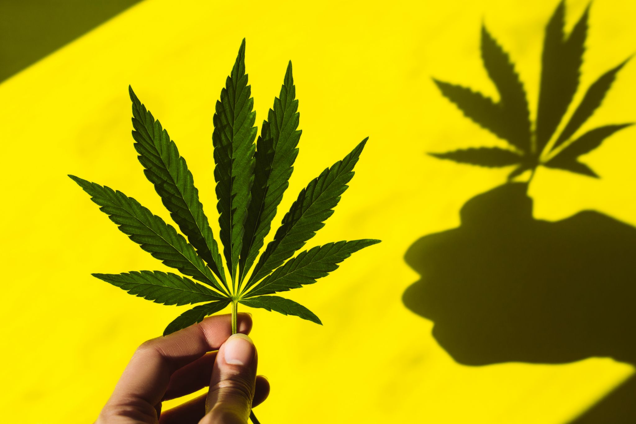 QUIZ How well do you know weed?