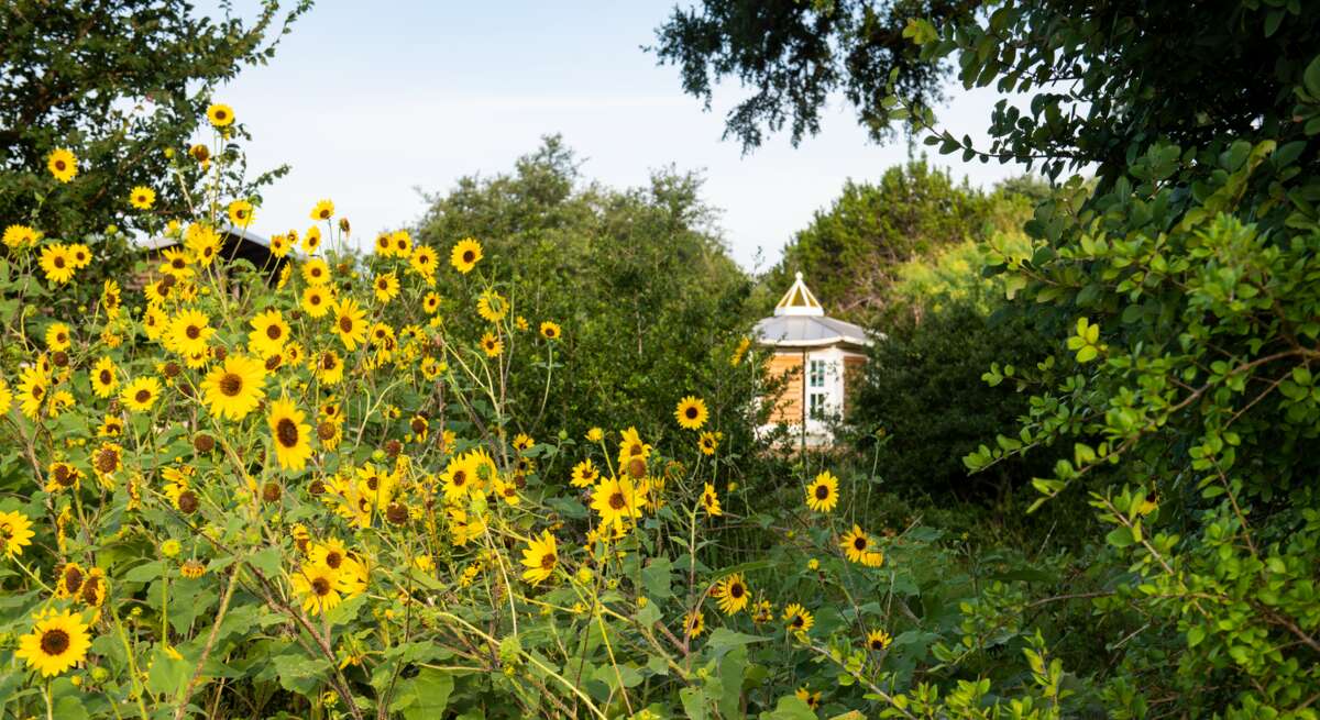 A perfect storm of reasons has led to Texas's impressive sunflowers this summer.
