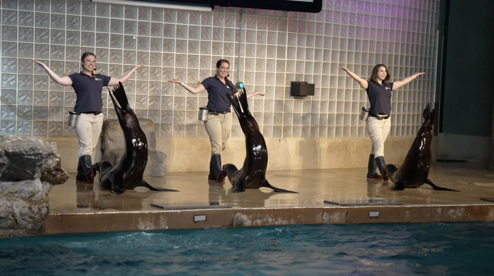 Sea lion shows return to Mystic Aquarium after 16-month hiatus