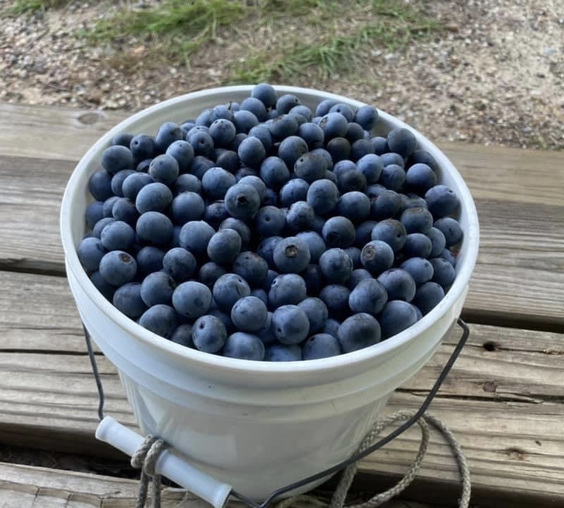 There are too many blueberries at this Conroe farm