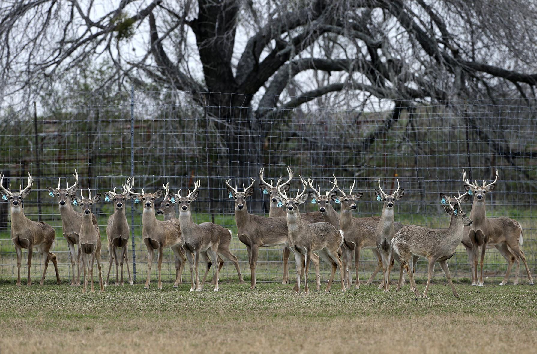 Chronic Wasting Disease Outbreak In Texas Deer Breeding Facilities Is ...