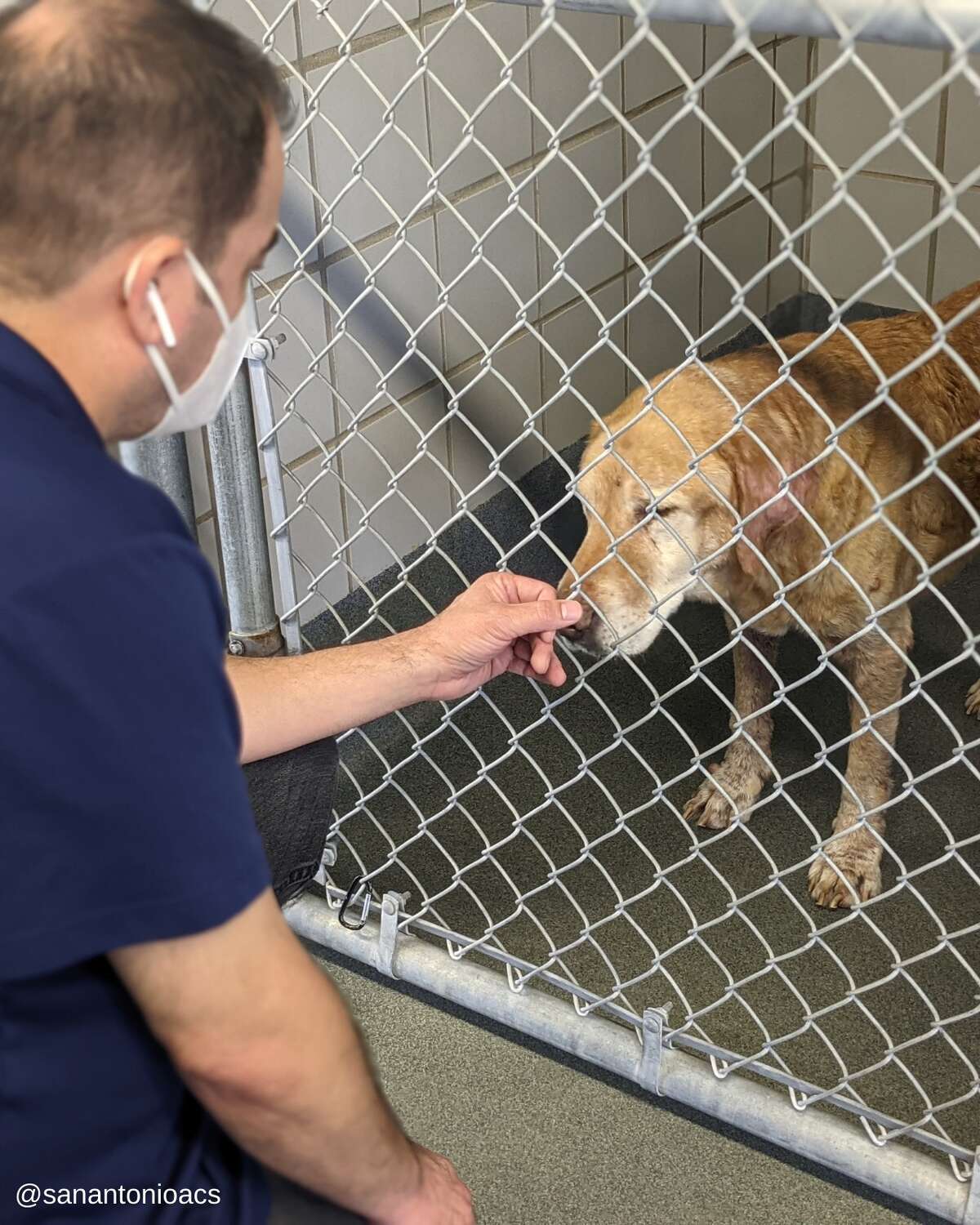 Animal Care Services reconnected David Calderon and his pet, a lab named Samson, more than 10 years after the dog went missing. The owner and ACS spokeswoman Lisa Norwood credit the "power" of microchipping for the heartwarming and unbelievable reunion. 