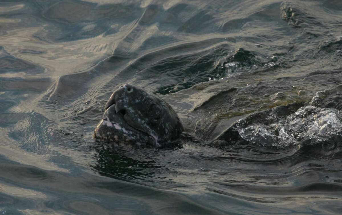 Pacific leatherback sea turtles can be caught in drift gill net gear, which California will pay swordfish boats tostop using.