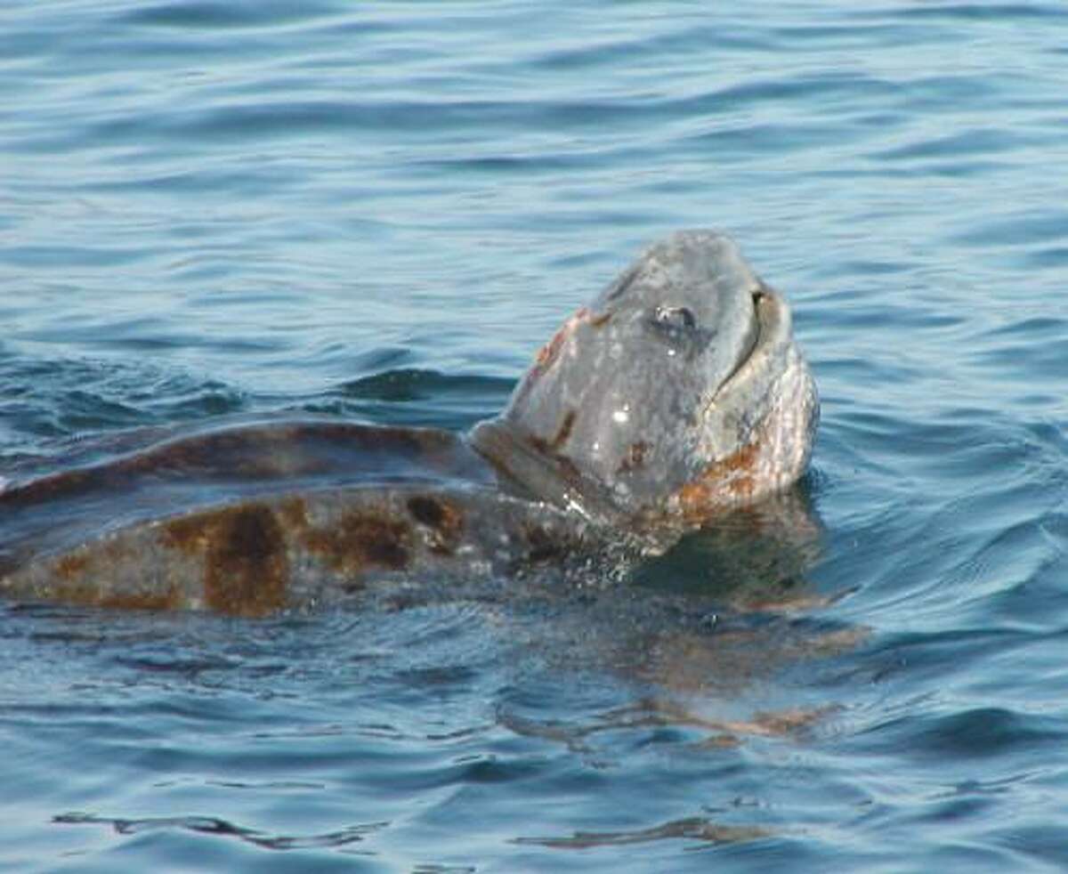 Pacific leatherback sea turtles can be caught in drift gill nets. The state is funding a transition away from such gear.