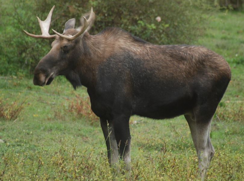 Be on the lookout Moose count in New York is underway