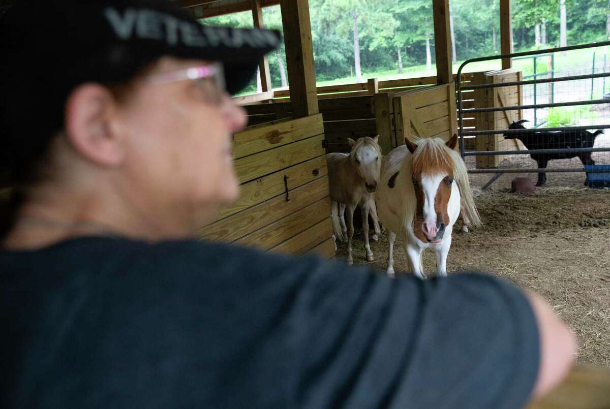 Romana Harding, a U.S. Navy veteran and sex assault survivor, hangs on the stall and watches her miniature horses on her livestock farm Saturday, July 3, 2021, at Pine Shadows Farm in Cleveland. Harding, who has PTSD, said her farm is her recharging place to get away from her stress and pain. She called working with animals her therapy. "It's like they know," Harding said.