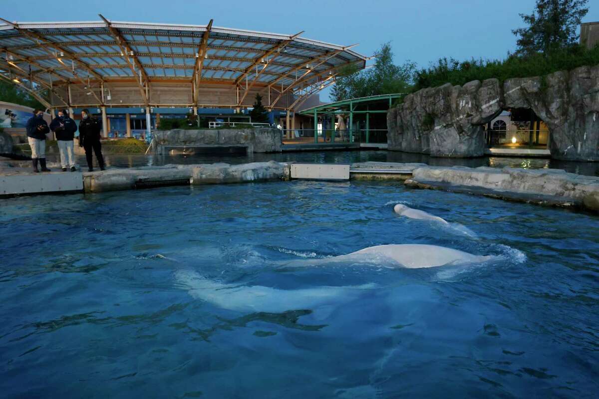 Five beluga whales swim together in an acclimation pool after arriving at Mystic Aquarium, Saturday, May 15, 2021 in Mystic, Conn. The whales were imported to Mystic Aquarium from Canada for research on the endangered mammals.