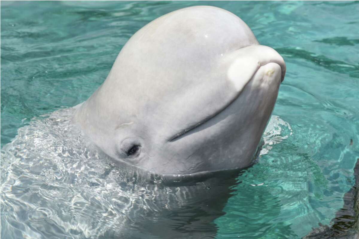 Mystic Aquarium initiative to bring beluga whales from Canada draws