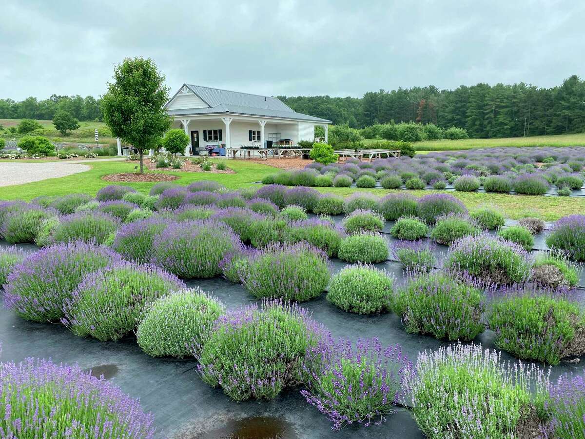 The Secret Garden at Brys Estate includes 6,000 lavender plants and a gift shop. (Courtesy photo)
