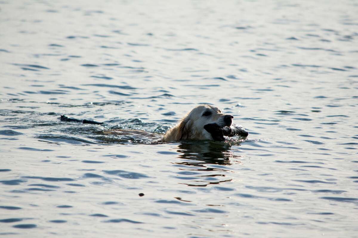 A golden retriever plays fetch in the Puget Sound.