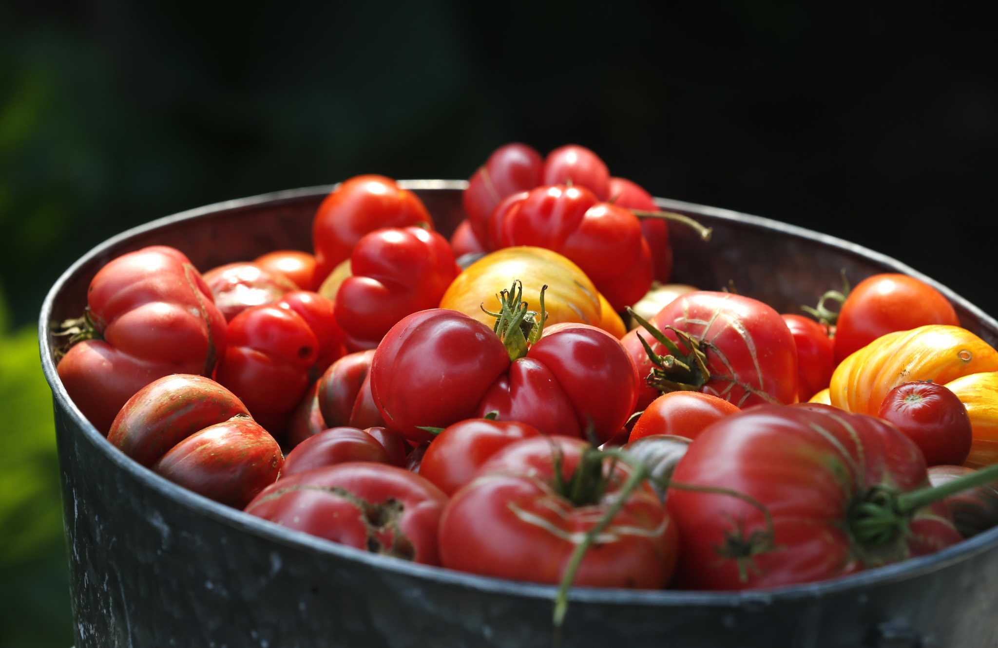 It’s fall tomatoplanting time in San Antonio vegetable gardens