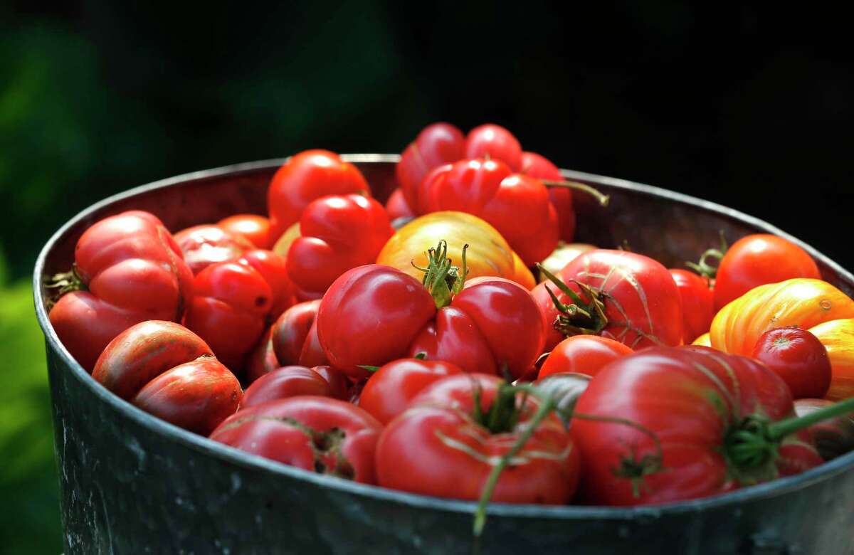 Categories in local tomato contests are likely to include heaviest tomato; large/medium varieties; and small/cherry varieties.