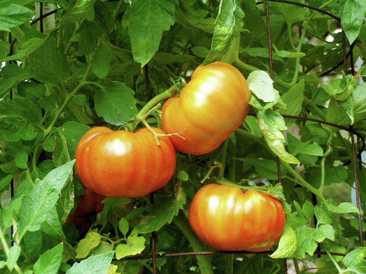 It is time to transition from the spring tomato crop to the fall tomatoes.