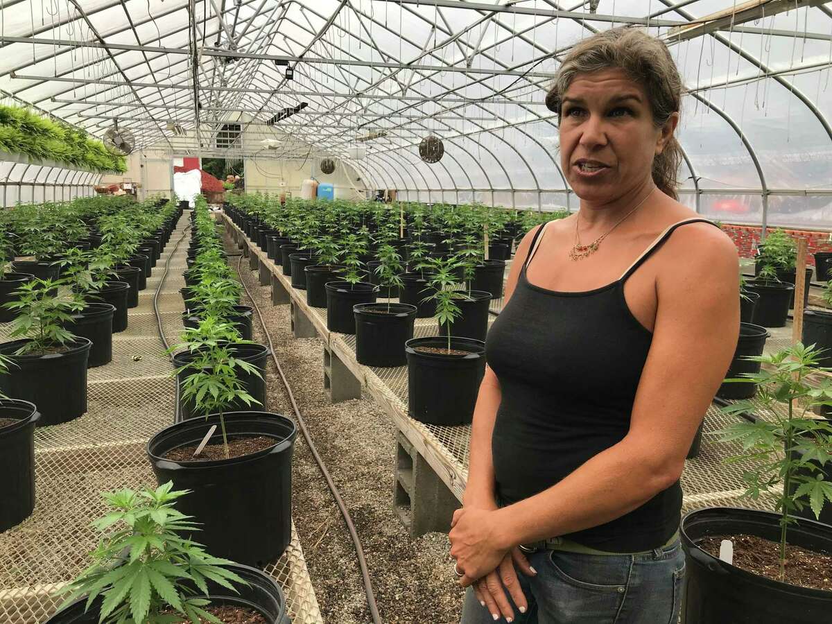 Becky Goetsch, owner of Killingworth’s Running Brook Hemp, is applying to become a micro-cultivator of recreational marijuana. She already grows marijuana plants heavy with CBD.