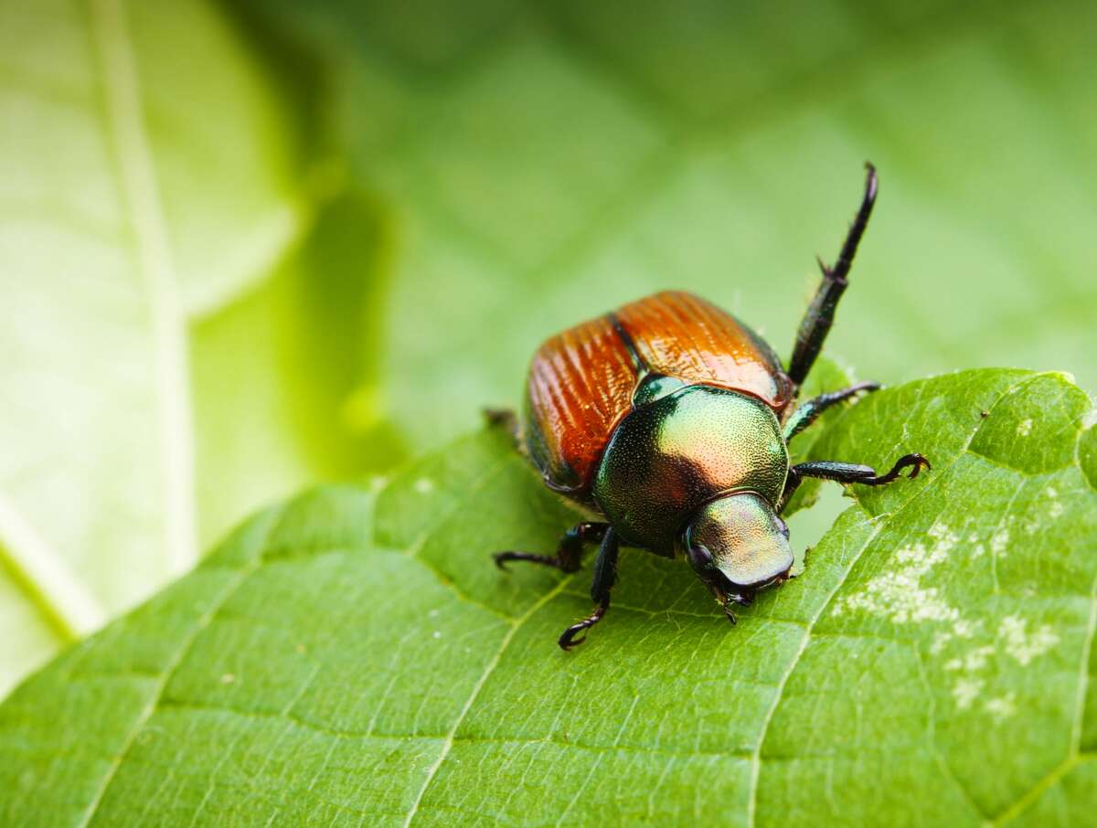 Washington agriculture officials trap over 400 Japanese beetles.