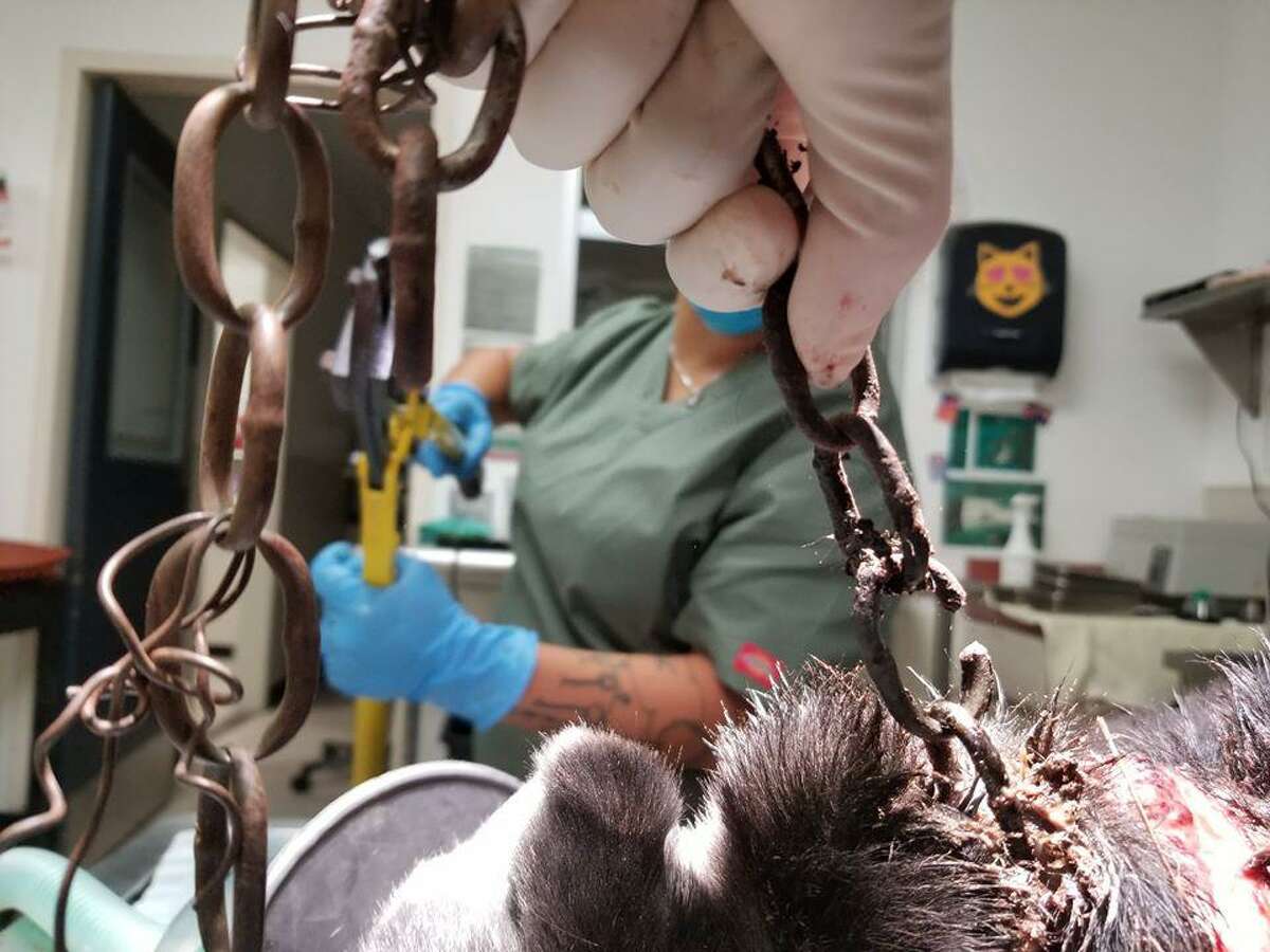 Veterinarians remove a chain embedded in the neck of a dog in Houston. There’s sill time to protect dogs from such cruelties
