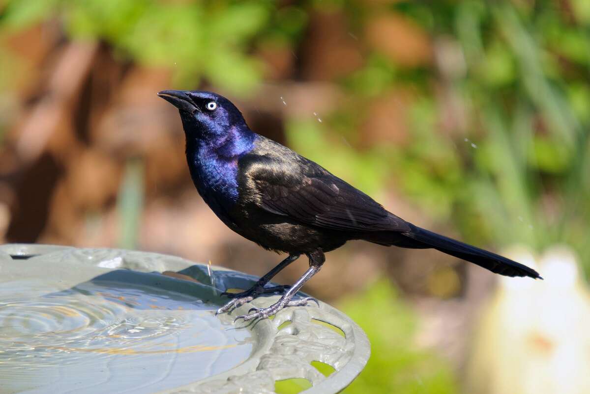 A grackle, one of the species affected by an ailment that is killing songbirds in the Eastern United States.
