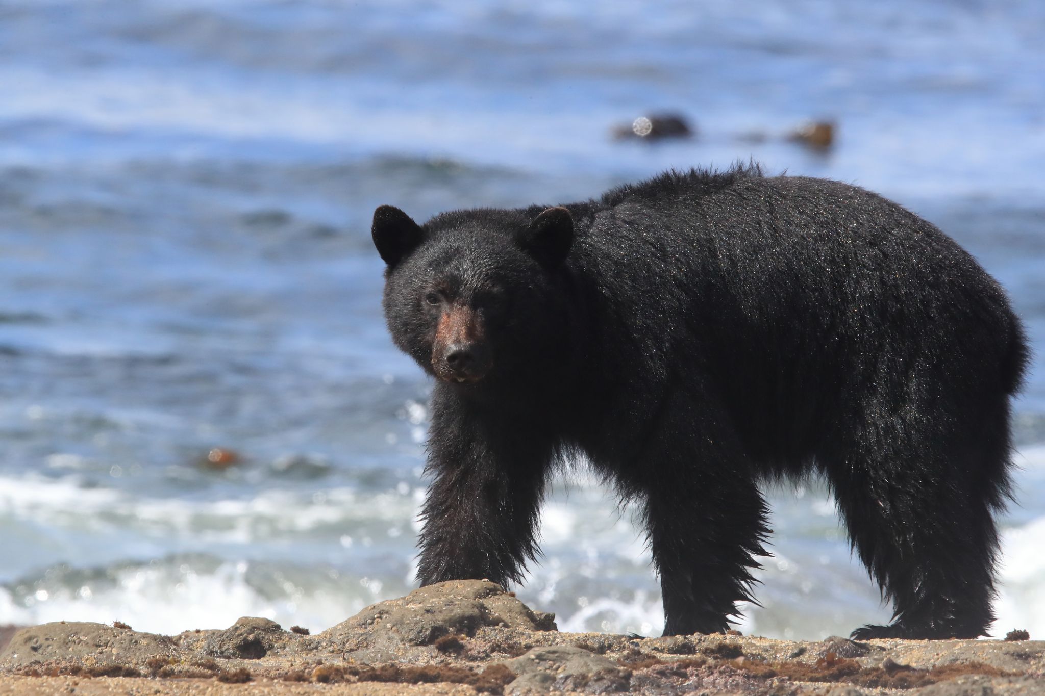 This family of bears is heading straight to the beach in Lake Tahoe