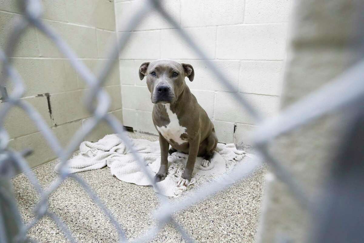 After national outcry over abuse claims, Katy Animal Control made